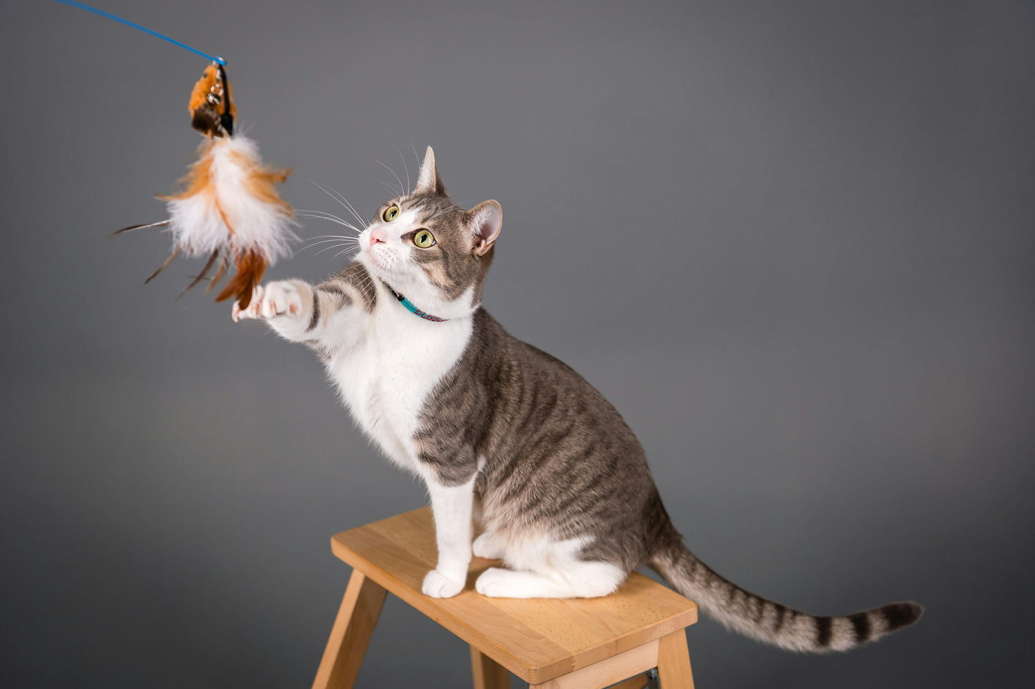 Pet Essentials